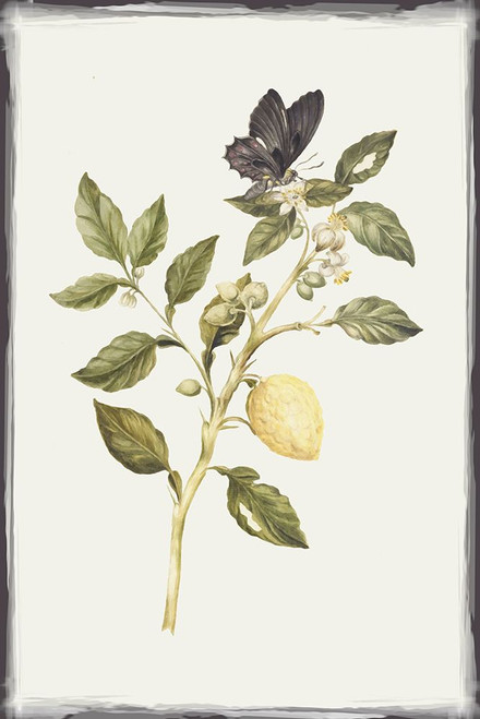 Lemon Branch with Butterfly Poster Print - GST