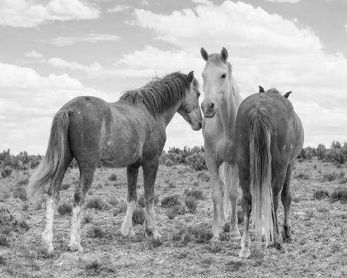 3 Horses Poster Print - Jerry Cowart