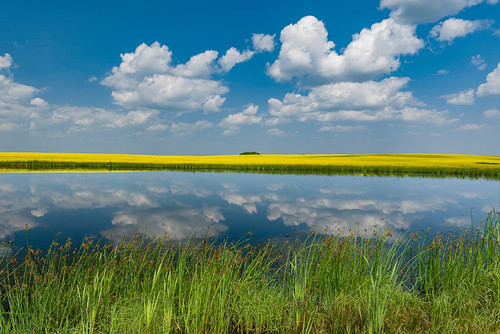 Canada-Saskatchewan-Viscount. Reflection in prairie pond water and canola crop. Poster Print - Gallery Jaynes