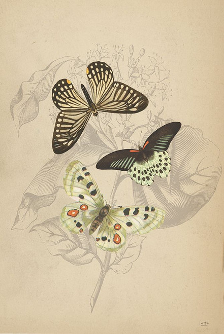 Butterfly Trio Poster Print - #NAME?