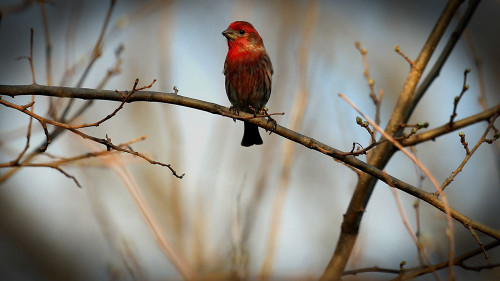 House Finch Poster Print - Tammy Putman