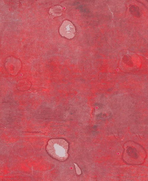 Nori-2LR Poster Print - Melissa Renee