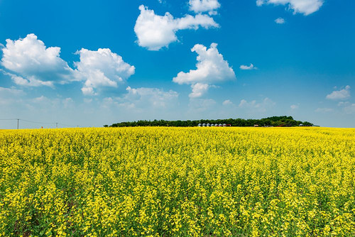 Canada-Saskatchewan-Foam Lake. Field of yellow canola crop on farm. Poster Print - Gallery Jaynes