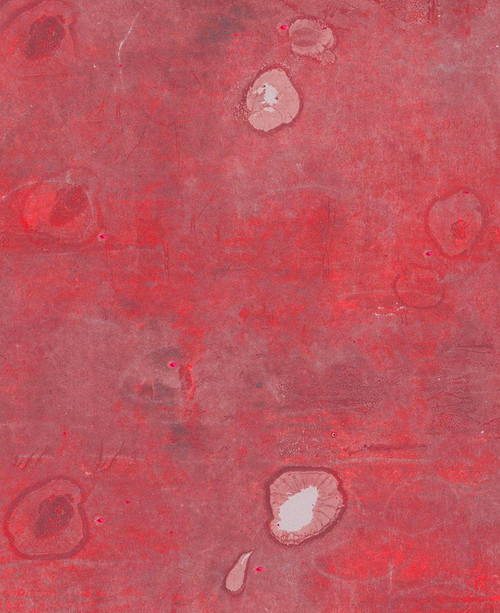 Nori-1LR Poster Print - Melissa Renee