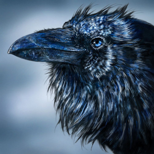 Blue Beak Raven Poster Print - Patrick LaMontagne
