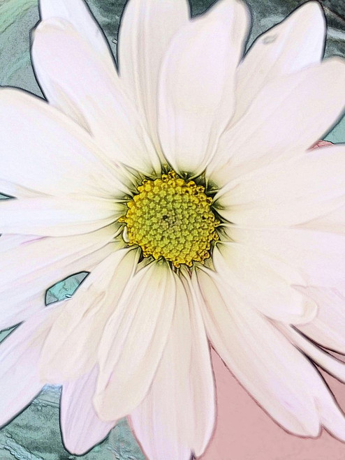 Painted Daisy Poster Print - GST