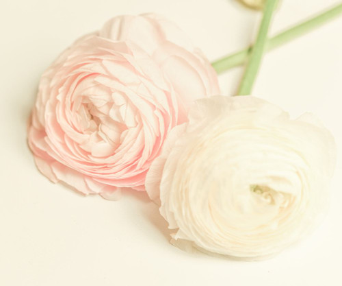 Peony A3 Poster Print - LightBoxJournal