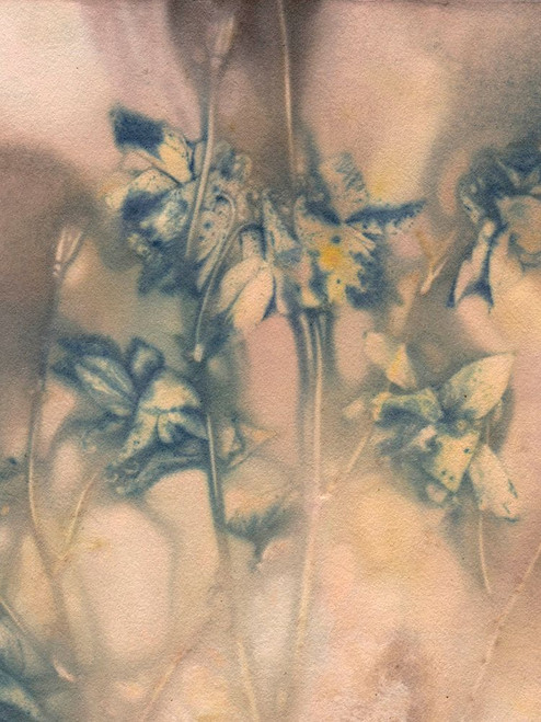 Columbine 1 Blue Poster Print - Pernille Folcarelli