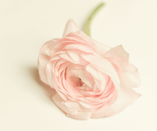 Peony A1 Poster Print - LightBoxJournal