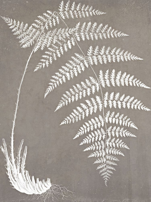 Fern in White #1 Poster Print - GST