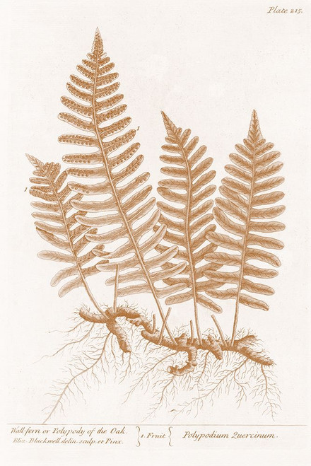 Wall Fern in Copper Poster Print - GST