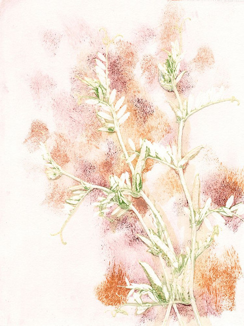 Vicia 2 Multi Poster Print - Pernille Folcarelli