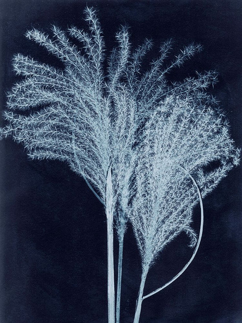 Silvergrass Midnight Blue Poster Print - Pernille Folcarelli