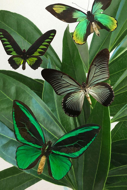 Emerald Butterflies Poster Print - GST