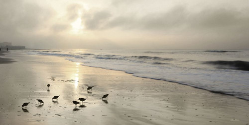 Sandpipers at Sunrise Poster Print - Lori Deiter