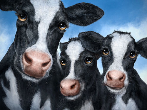 Cows Poster Print - Patrick LaMontagne