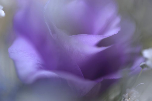 Purple Ethereal Breath Poster Print - Rainbow Fine Jenny