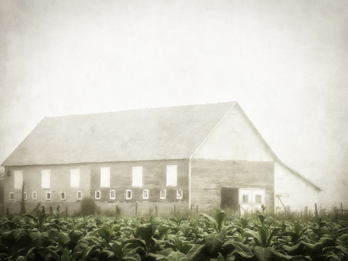 Barn in Morning Mist Poster Print - GST