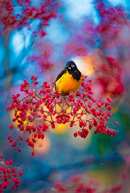 The Oriole Poster Print - Grams Love