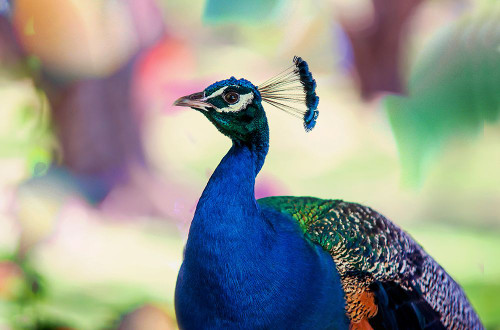 Peacock Bird of Paradise Poster Print - Rainbow Fine Jenny