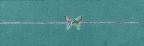 Flutter-A Poster Print - Melissa Renee