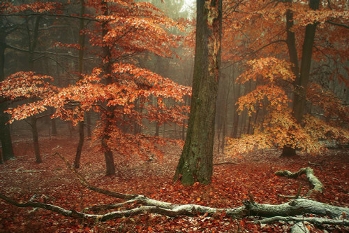 Magic of Fall Woods Poster Print - Rainbow Fine Jenny