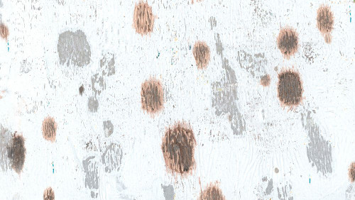 Wheaton Rose-1L Poster Print - Melissa Renee