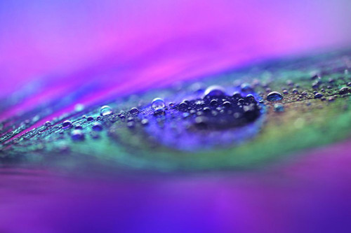 Peacock Diamonds Poster Print - Rainbow Fine Jenny