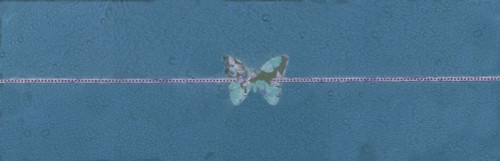 Flutter-B Poster Print - Melissa Renee