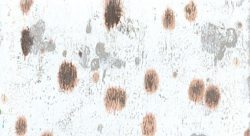 Wheaton Rose-4L Poster Print - Melissa Renee