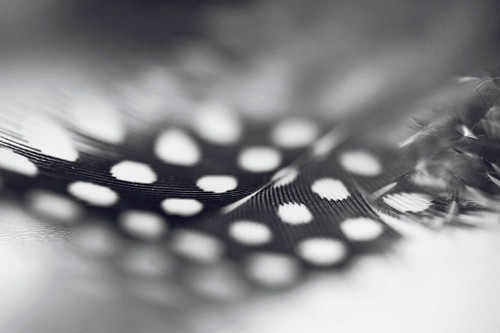 Angel Flight  Series Noublie Pas Poster Print - Rainbow Fine Jenny