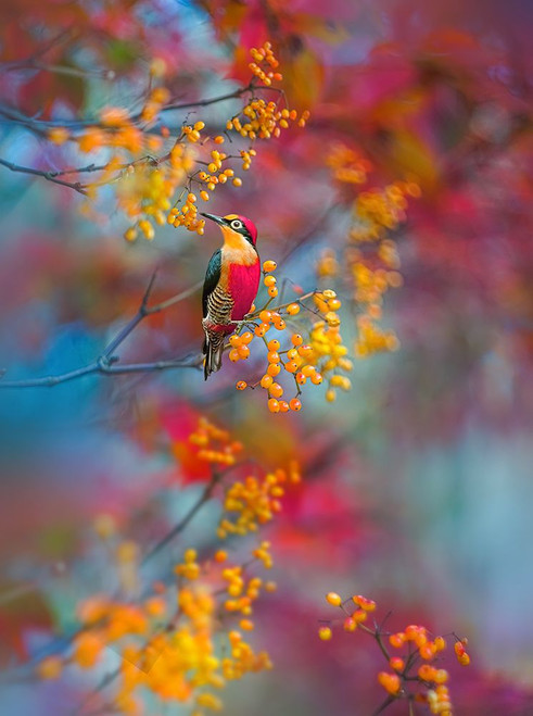 The Woodpecker Poster Print - Grams Love