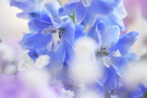 Out of Blue Poster Print - Rainbow Fine Jenny