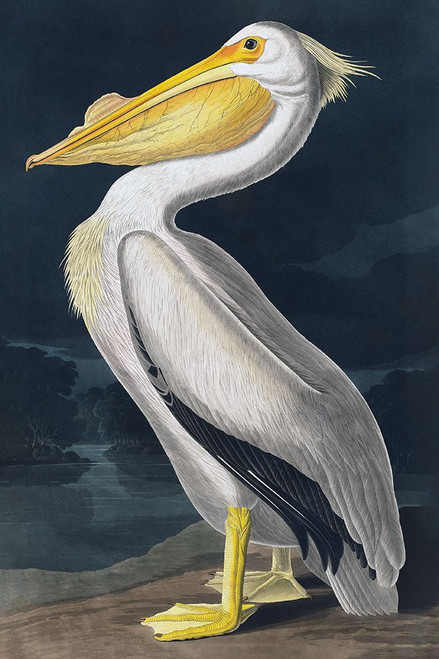 Pelican Poster Print - Incado