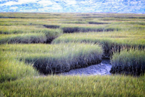 Cape Cod Salt Marsh Grasses Poster Print - GST