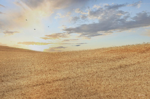 Amber Waves of Grain at Sunrise Poster Print - Lori Deiter