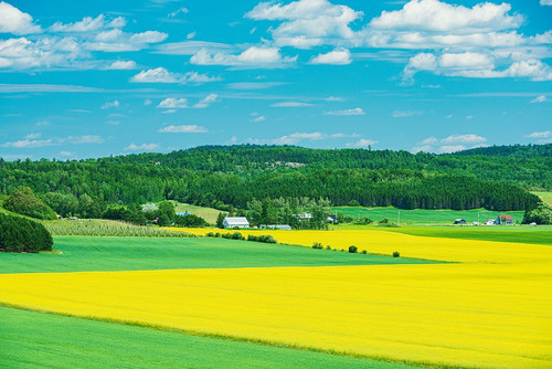 Canada-Quebec-St-Bruno-de-Guigues. Yellow canola crops on farm. Poster Print - Gallery Jaynes
