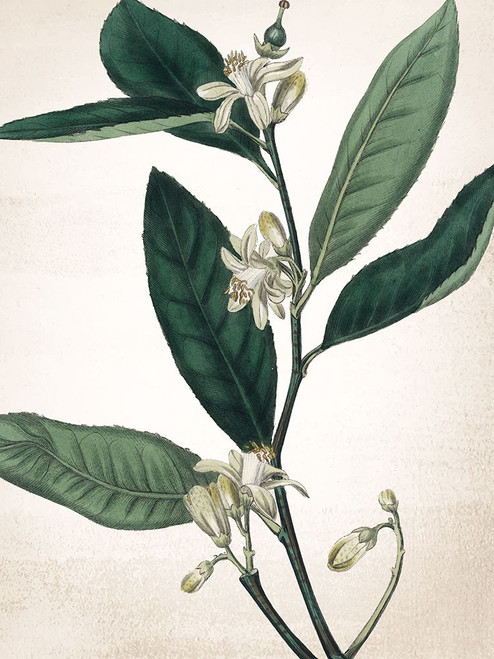 Botanical Green 1 Poster Print - Kimberly Allen