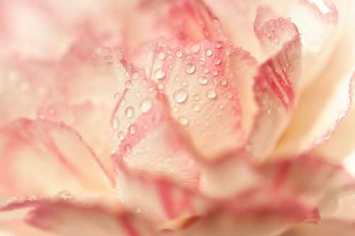 Morning Feshness Poster Print - Rainbow Fine Jenny