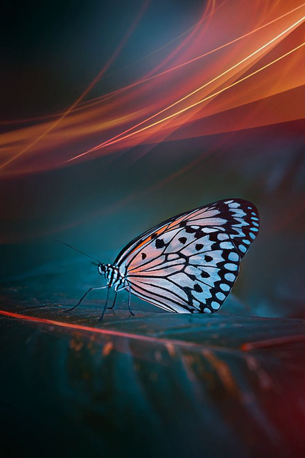 Night Vision Poster Print - Grams Love