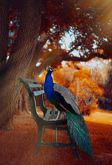 Peacock Magic Poster Print - Grams Love