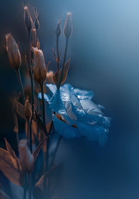 Kiss Me at Dawn Poster Print - Grams Love