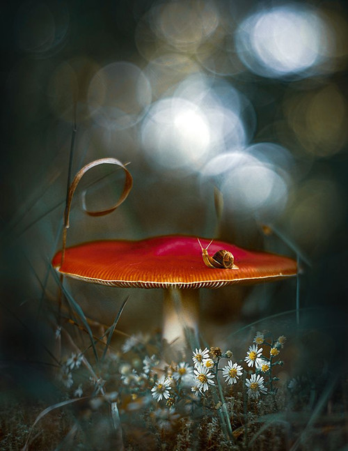 Mushroom Fantasy Poster Print - Grams Love