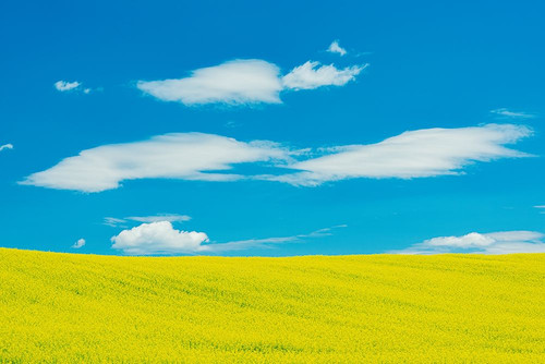 Canada-Quebec-Duhamel. Yellow canola crop. Poster Print - Gallery Jaynes