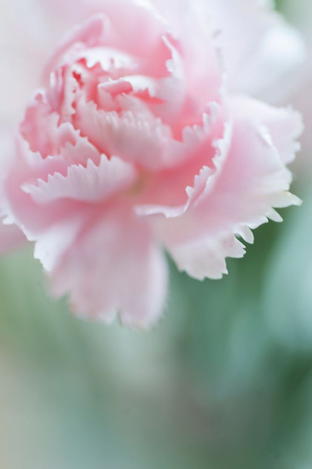 Macro of Pink Carnation Poster Print - Rainbow Fine Jenny