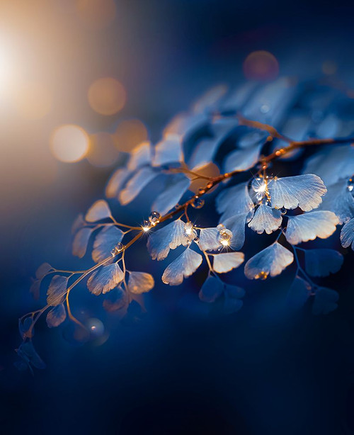 IMG_7585 Poster Print - Grams Love