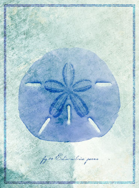 Sand Dollar B Poster Print - ArtLab GI