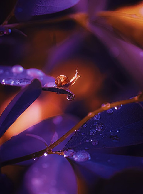 IMG_7588 Poster Print - Grams Love