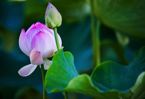 Graceful Lotus Poster Print - Rainbow Fine Jenny