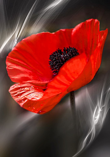 Black and White Poppy Poster Print - Grams Love
